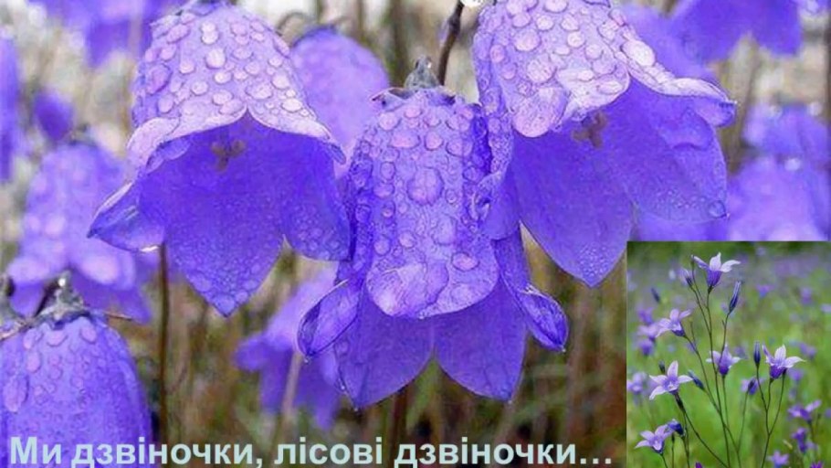 Колокольчик "цветы"