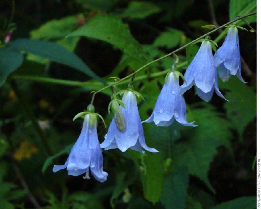 Колокольчик Кампанула