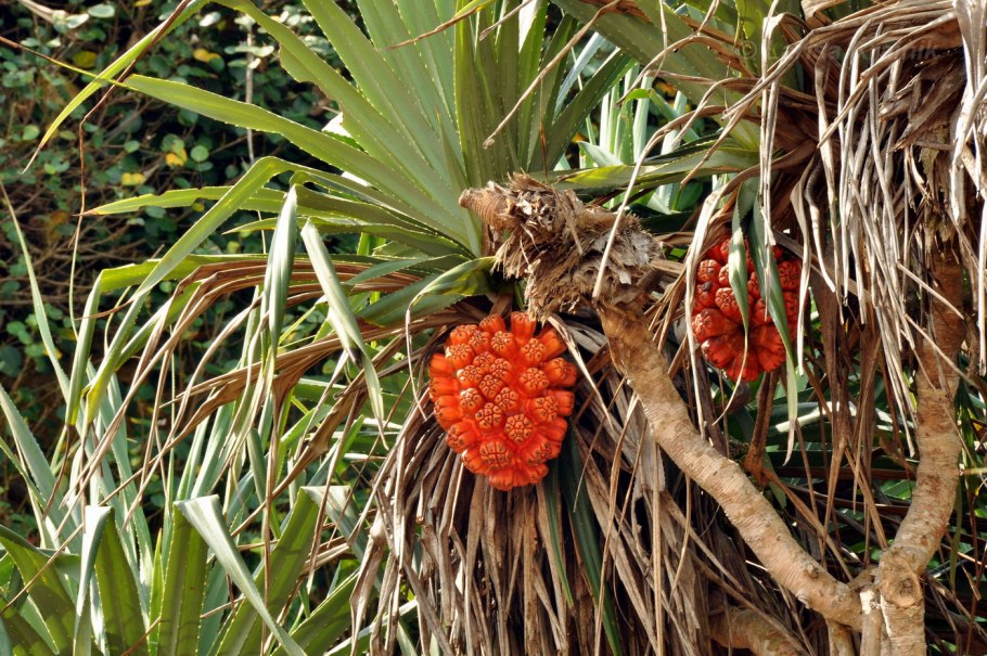 Pandanus растение