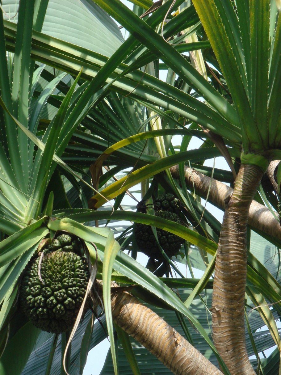Панданус плоды съедобные