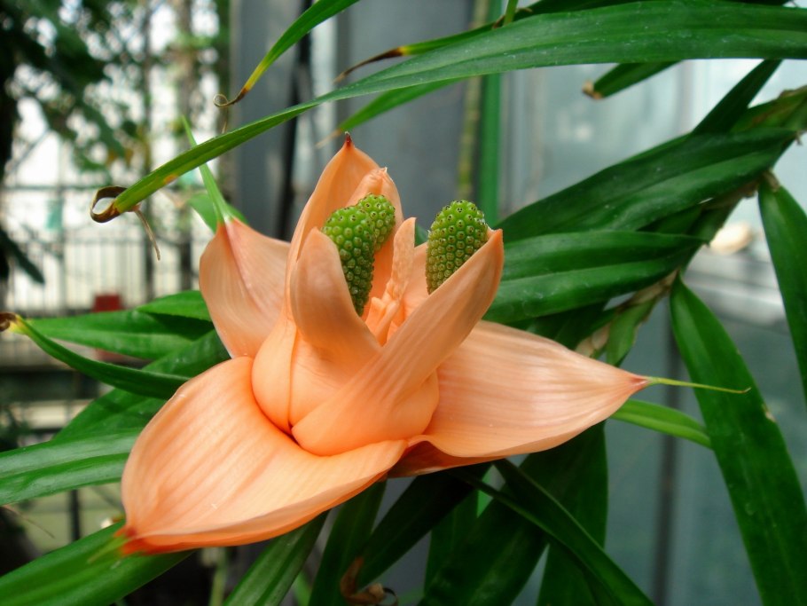 Хала фрукт пандан