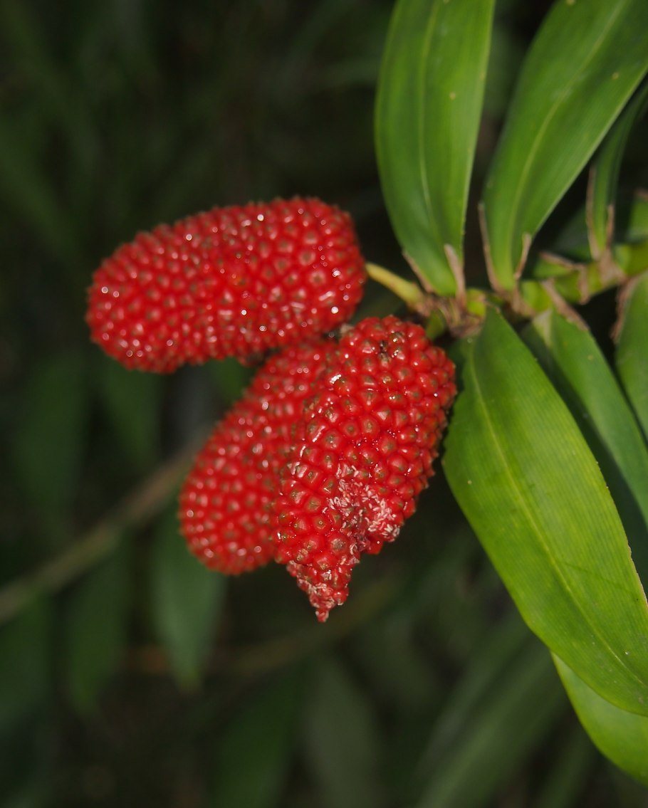 Фрейсинетия древовидная ( Freycinetia Arborea ).