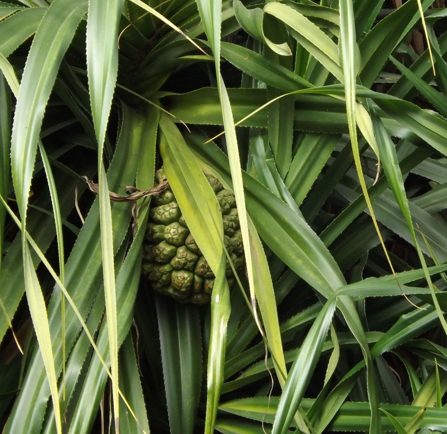 Freycinetia cumingiana