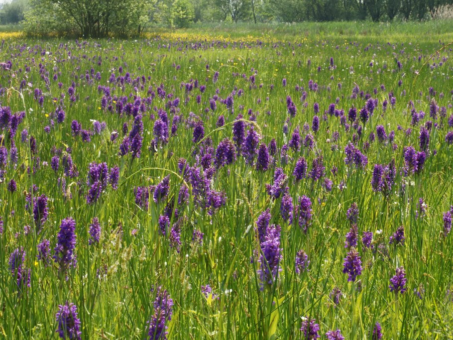 Мелалеука сиреневые цветы