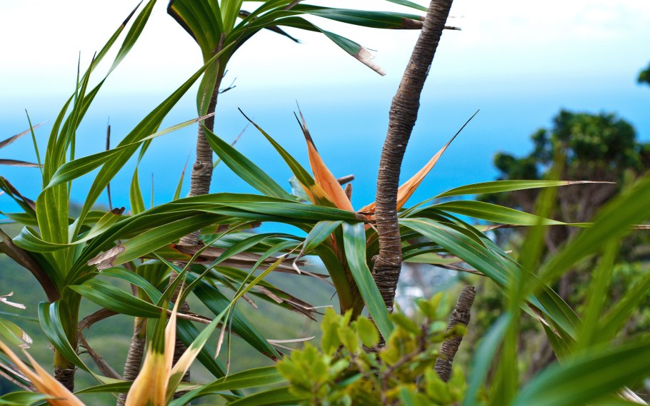 Широкоформатные фото листья