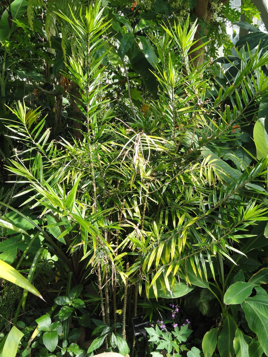 Пшеничная лапша листьями пандана