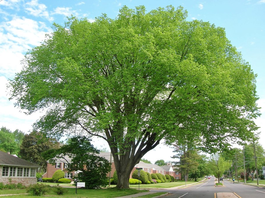 Ulmus glabra