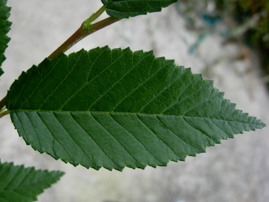 Вяз "Додоенс" Ulmus "Dodoens"