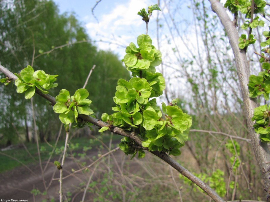 Вяз малый (Ulmus Minor)
