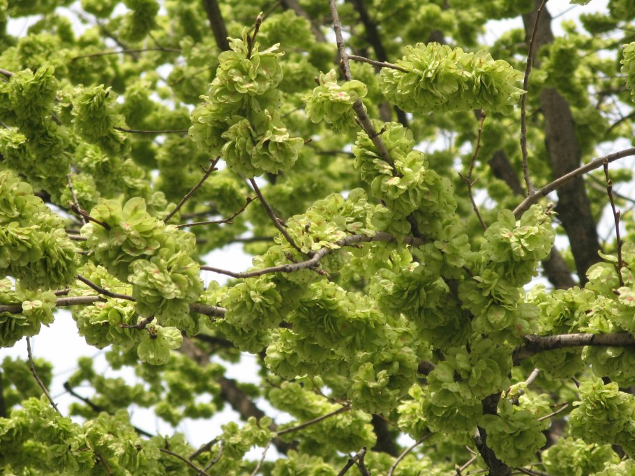 Вяз малый (Ulmus Minor)