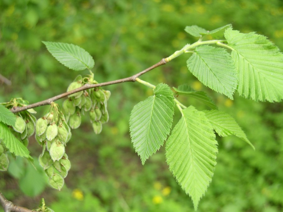 Вяз граболистный (Ulmus suberosa)