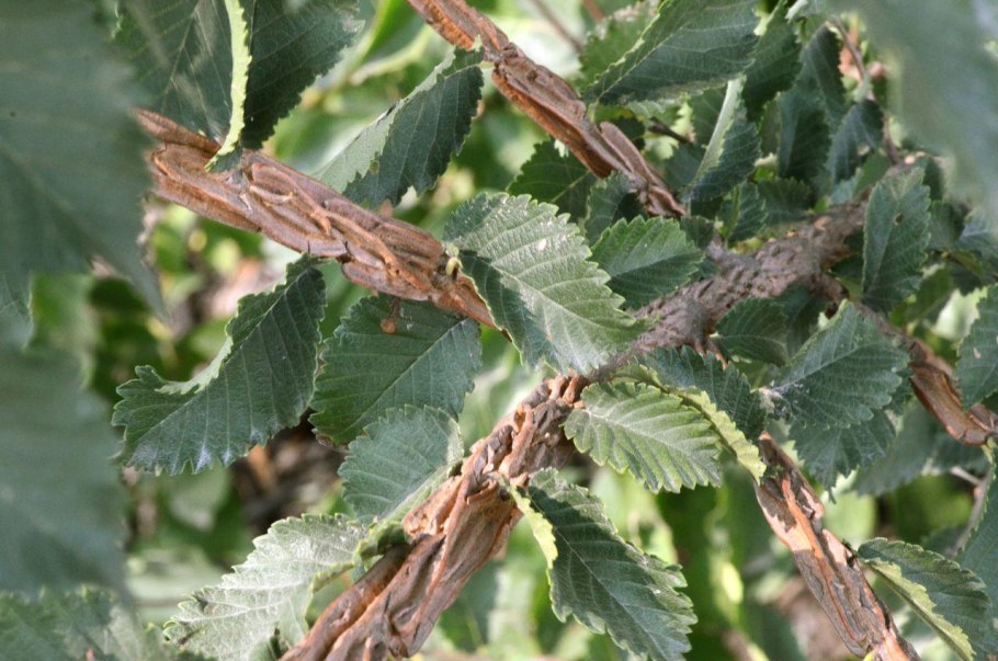 Вяз граболистный (Ulmus suberosa)