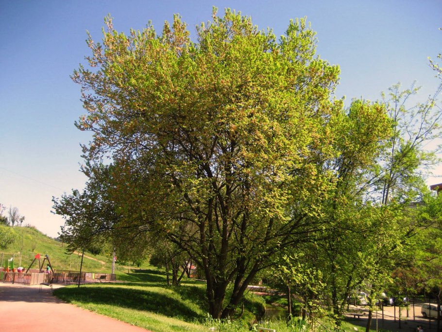 Кавказский карагач