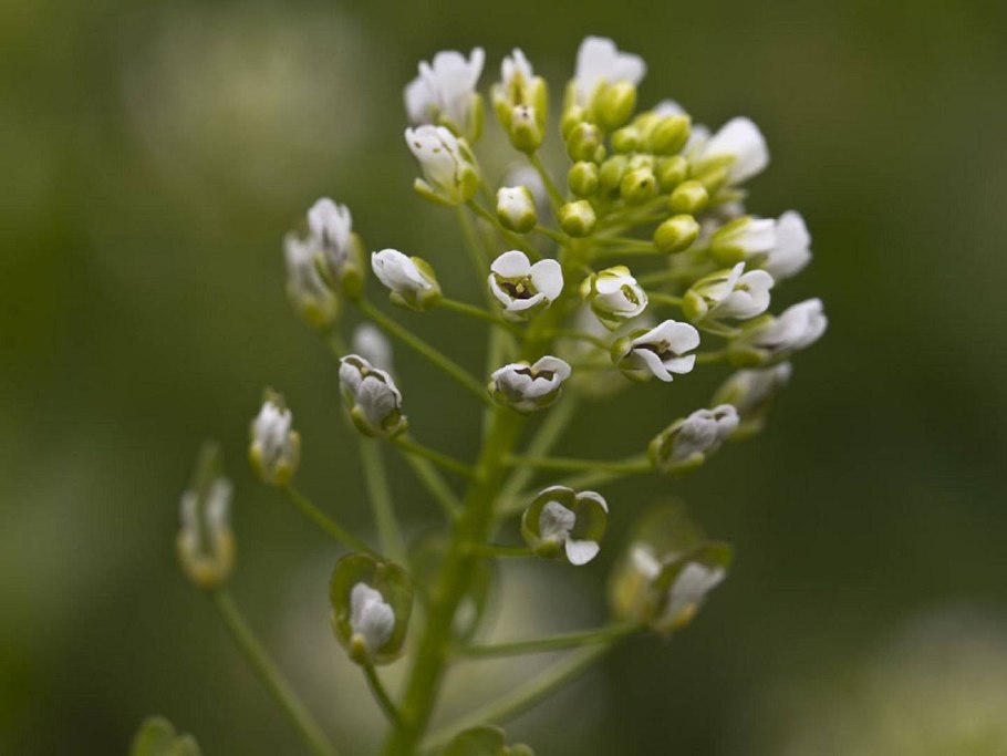 Ярутка многолетняя