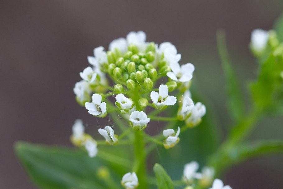 Ярутка Альпийская