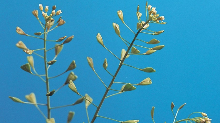 Пастушьей сумки