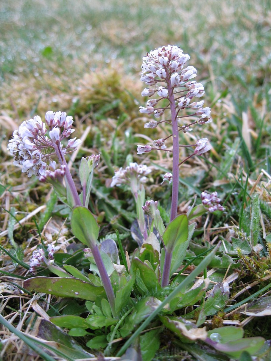 Ярутка Альпийская