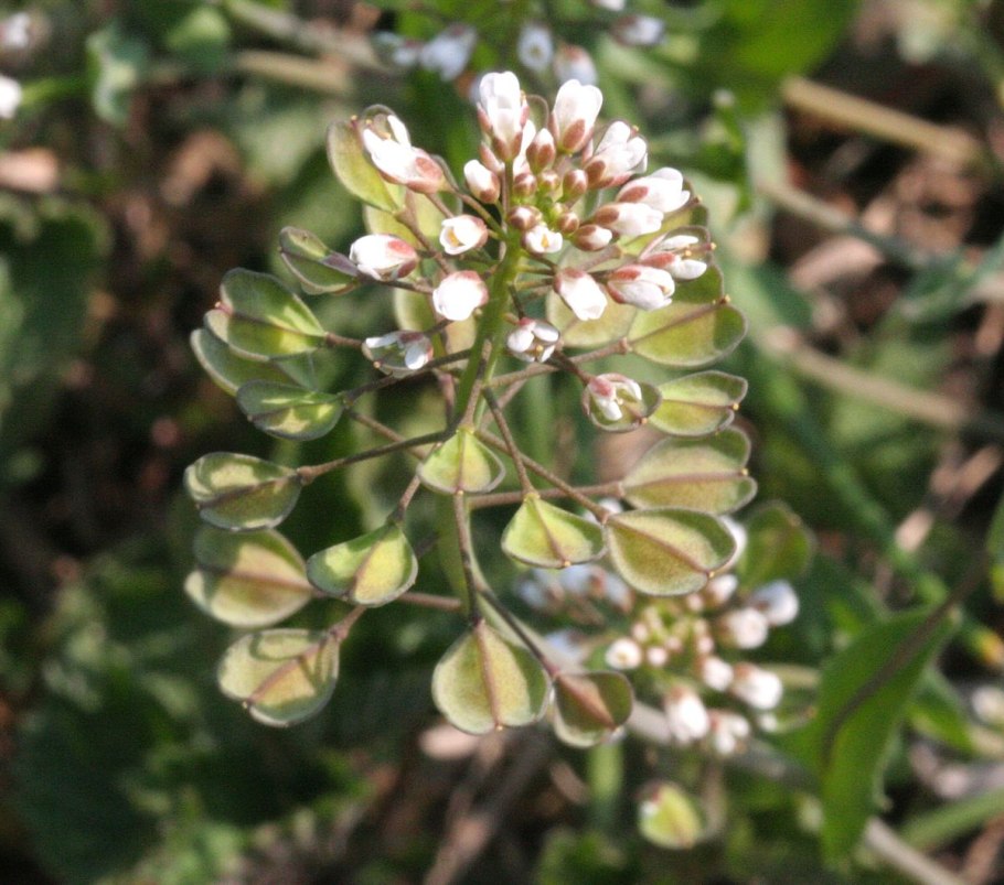 Ярутка Полевая Росток