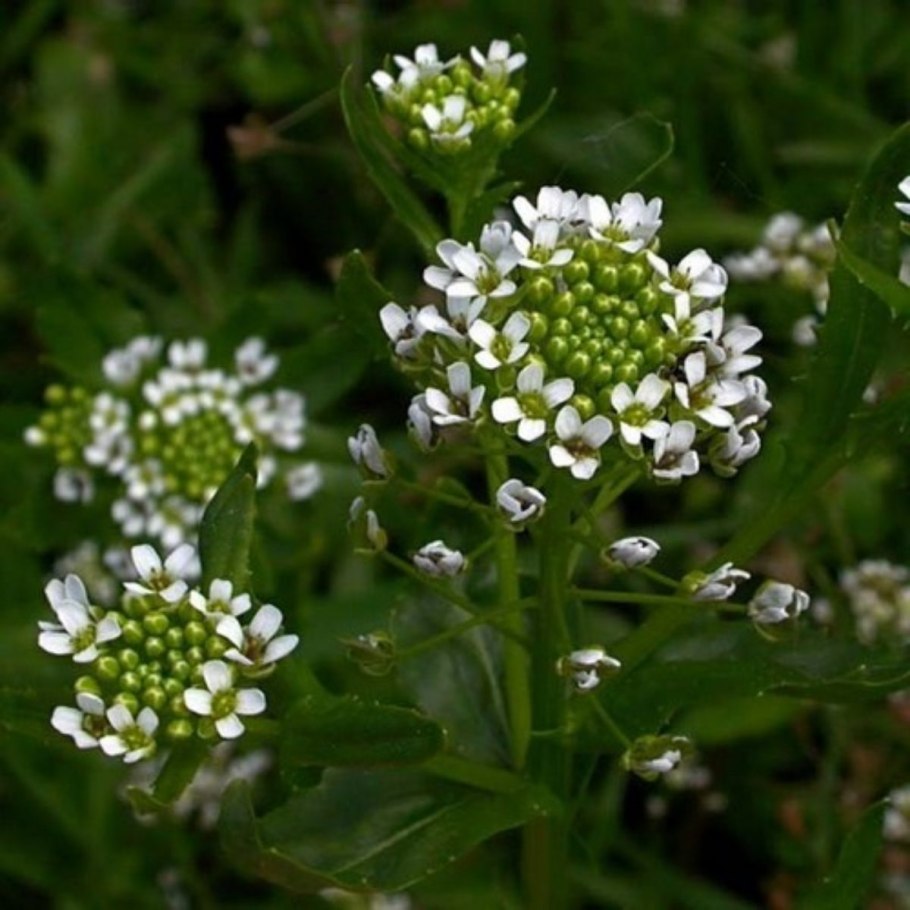 Ярутка Альпийская