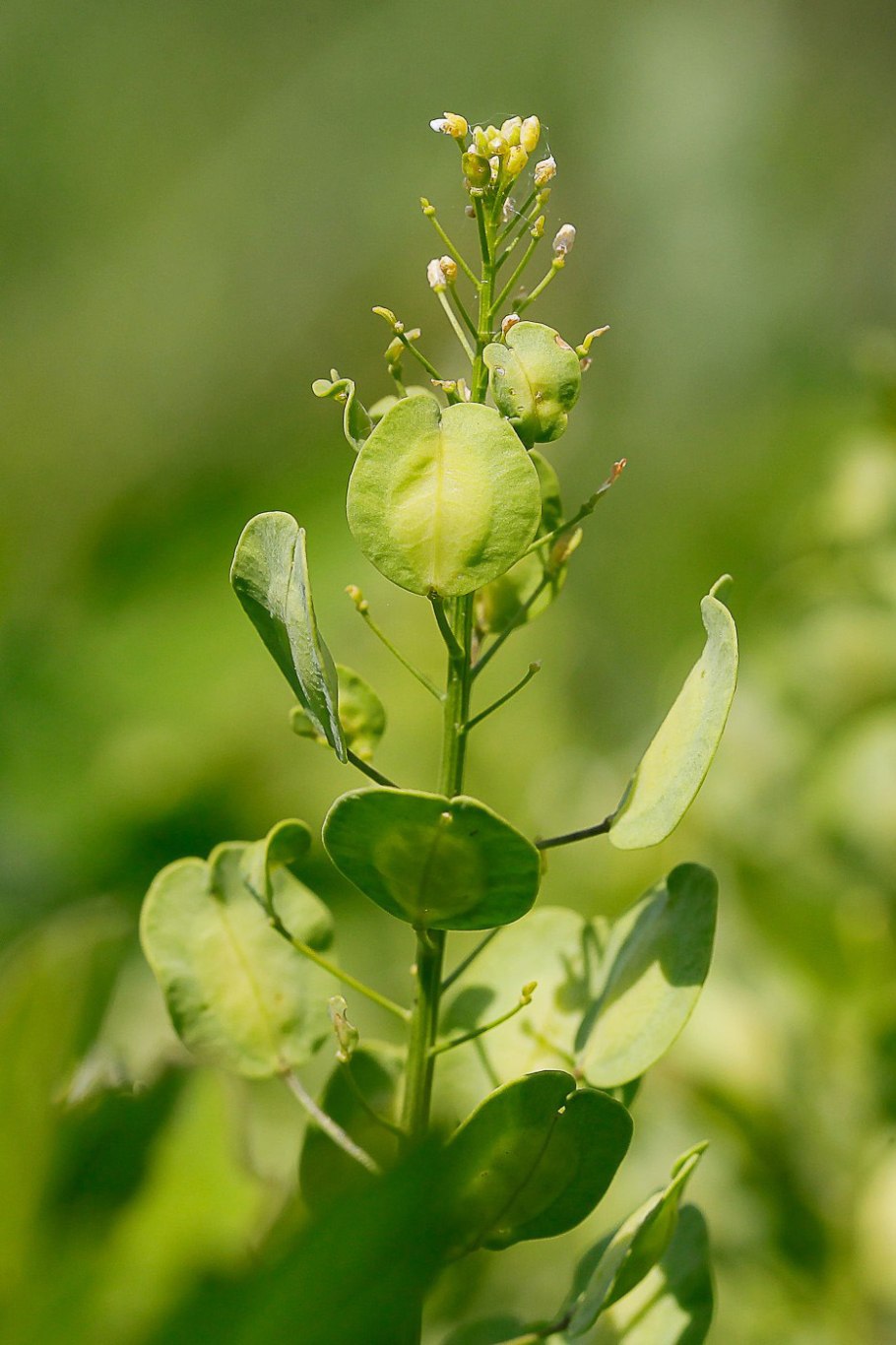 Стручочек ярутки