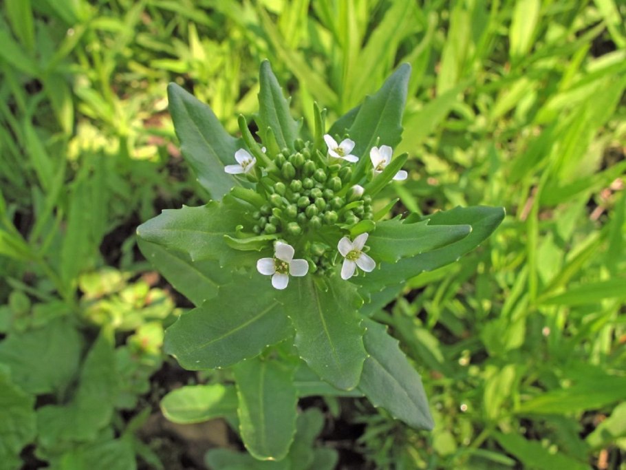 Пастушья сумка