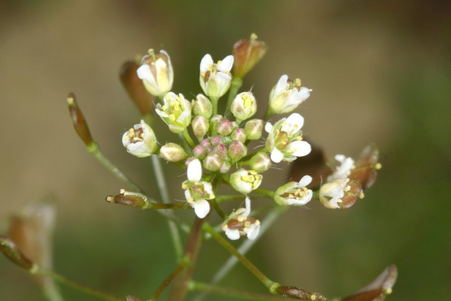 Растение пастушья сумка
