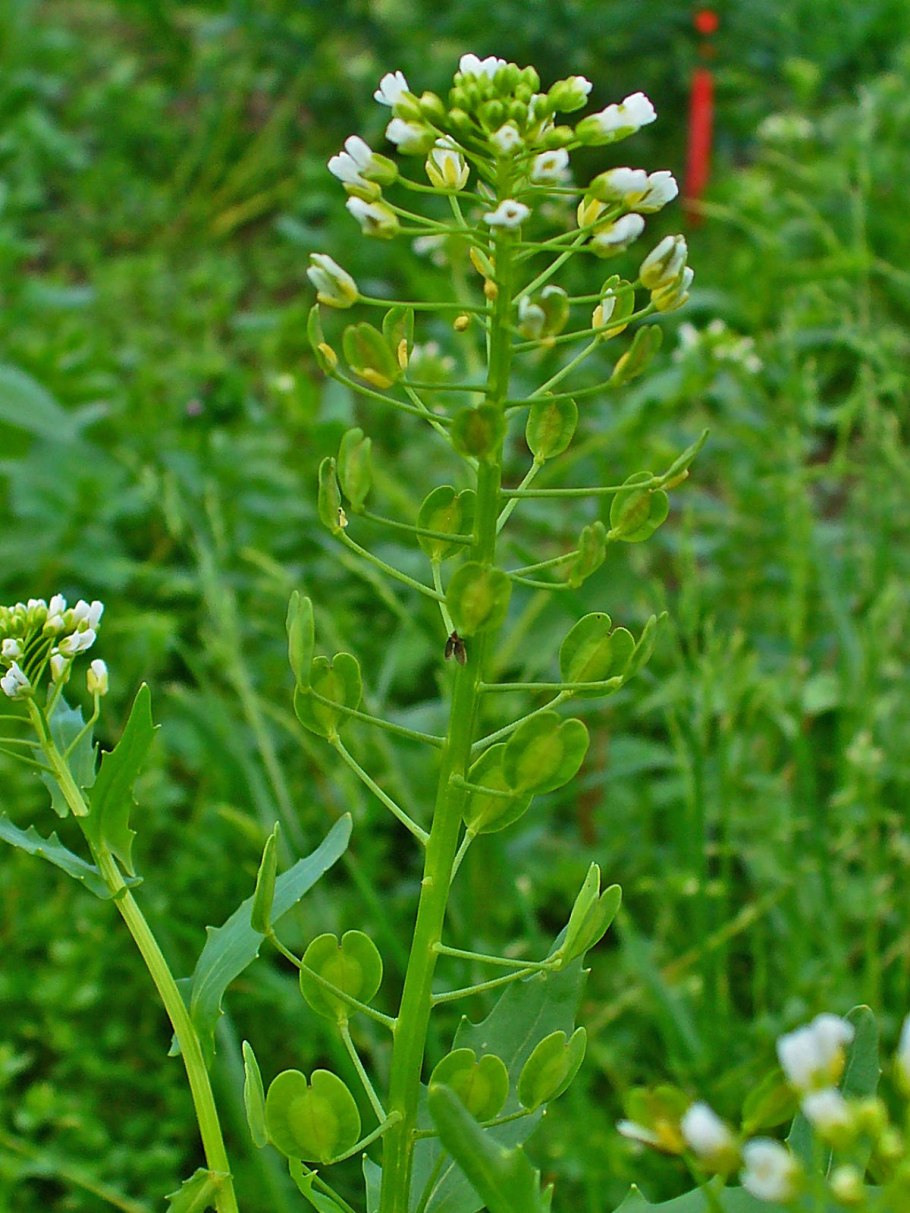 Ярутка полевая