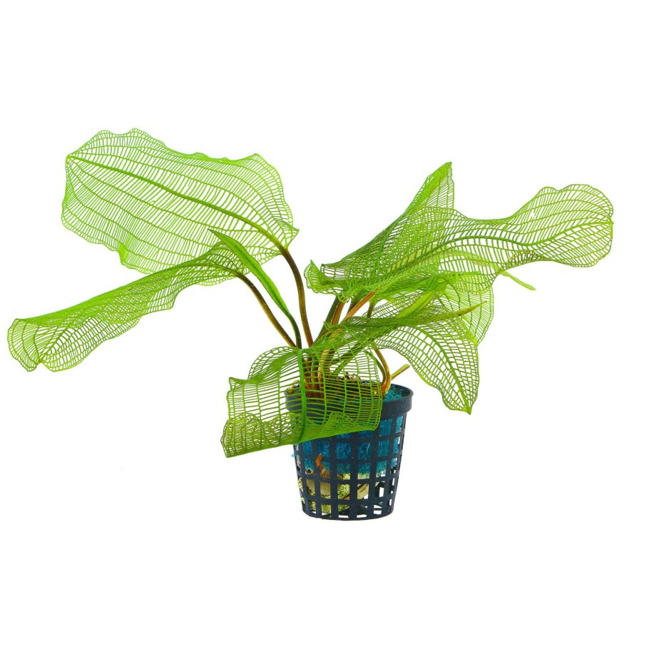 Апоногетон мадагаскарский карликовый