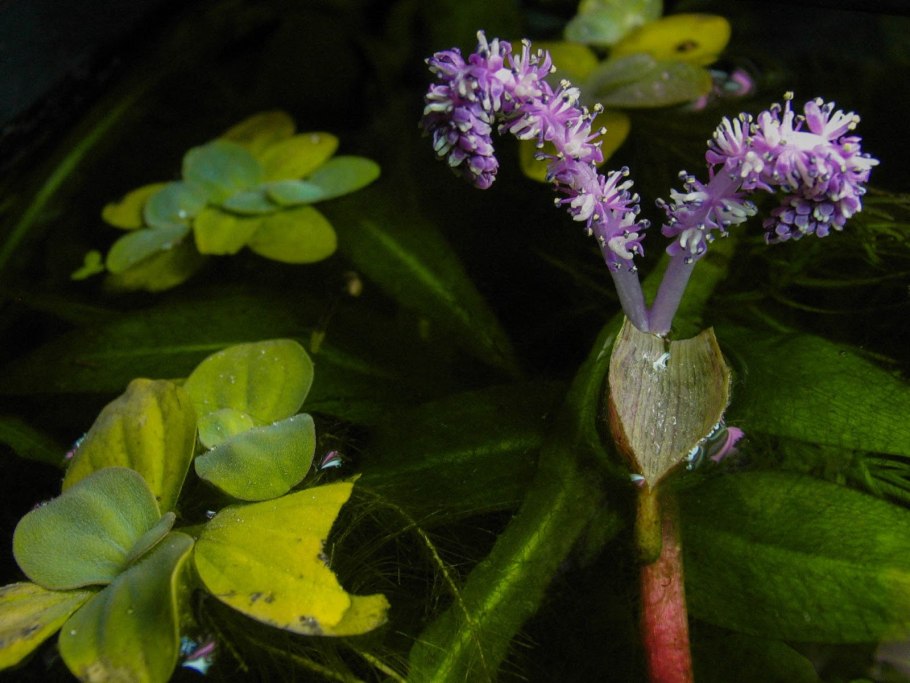 Апоногетон Хенкеля