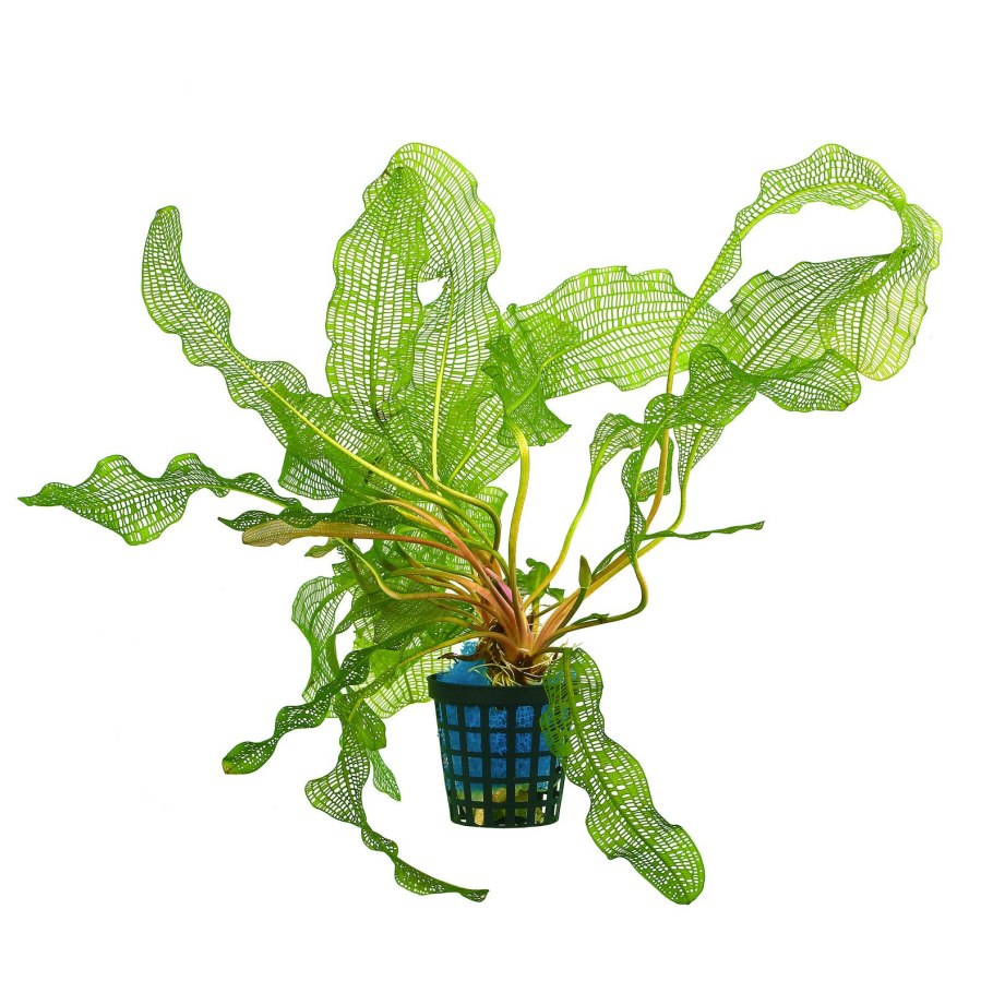 Aponogeton madagascariensis