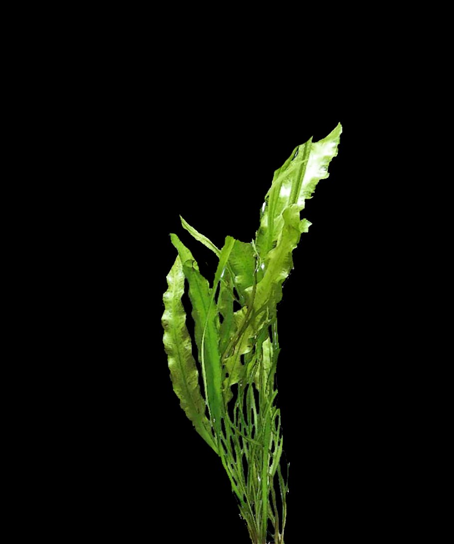 Апоногетон волнистый живородящий