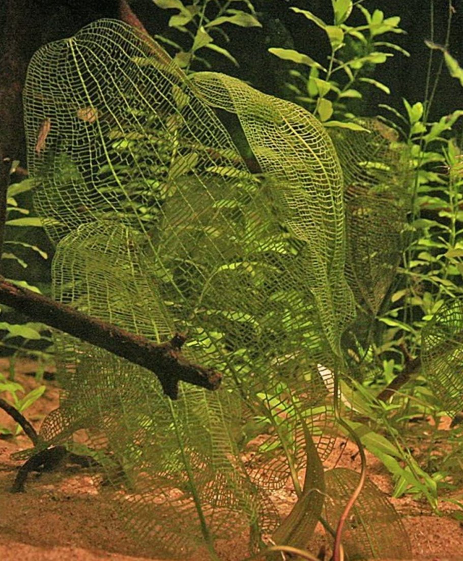 +"Aponogeton dioecus"