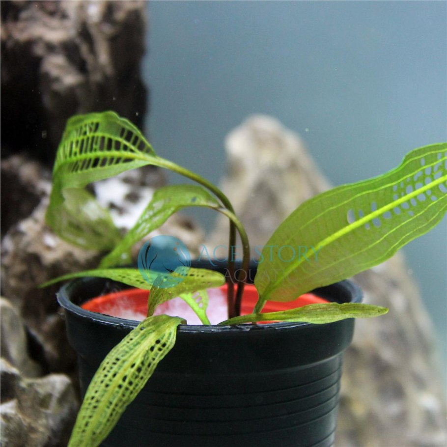 Aponogeton madagascariensis