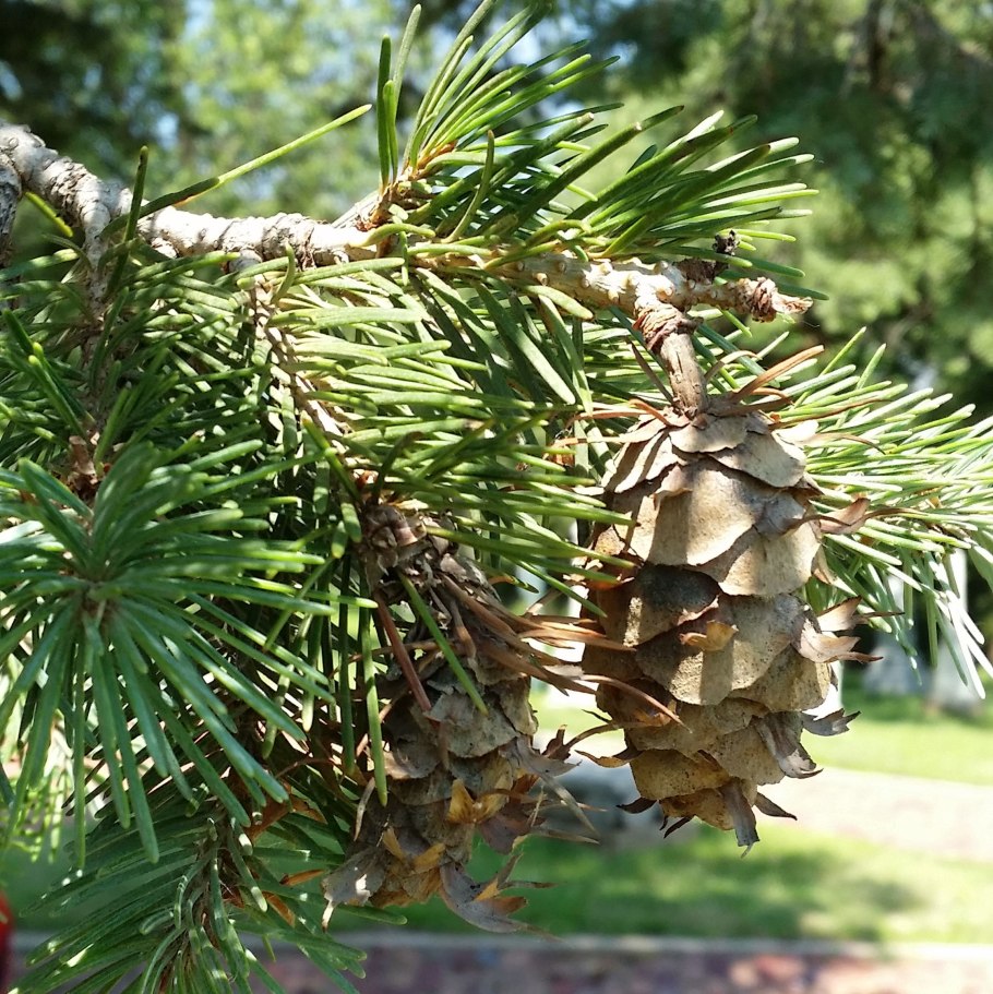 Псевдотсуга мензиса