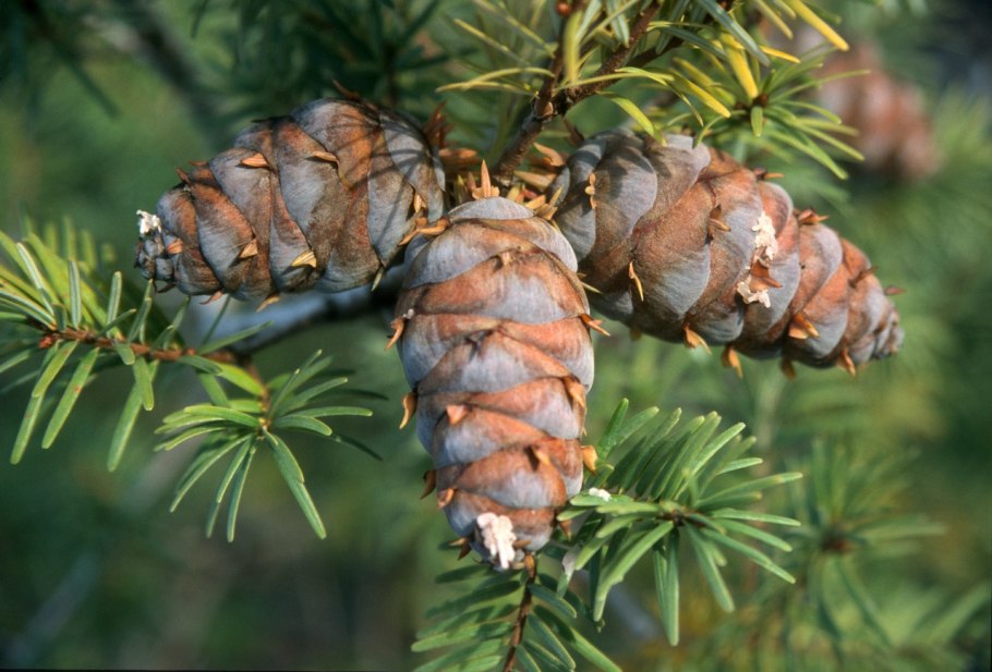 Псевдотсуга китайская