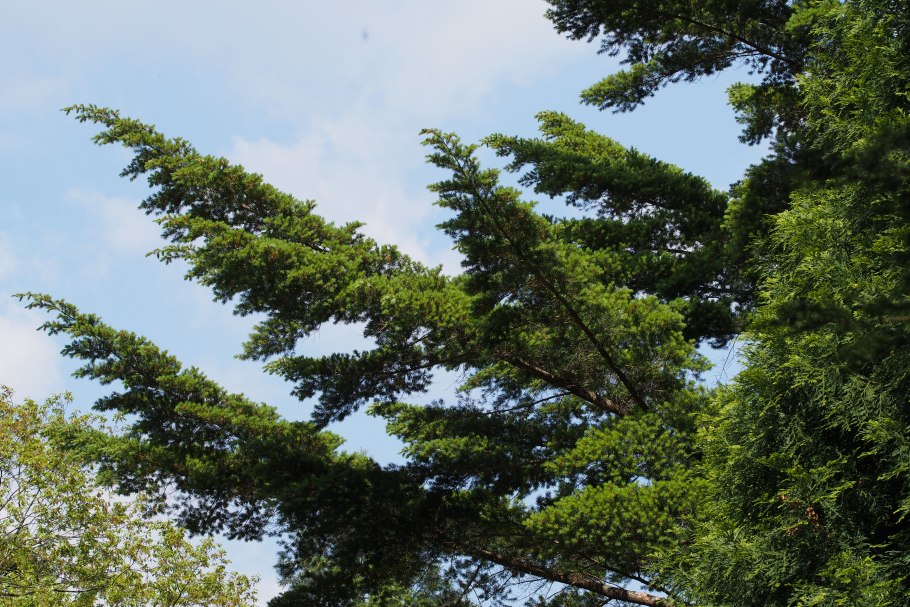 Псевдотсуга Мензиса (дугласия) – Pseudotsuga menziesii