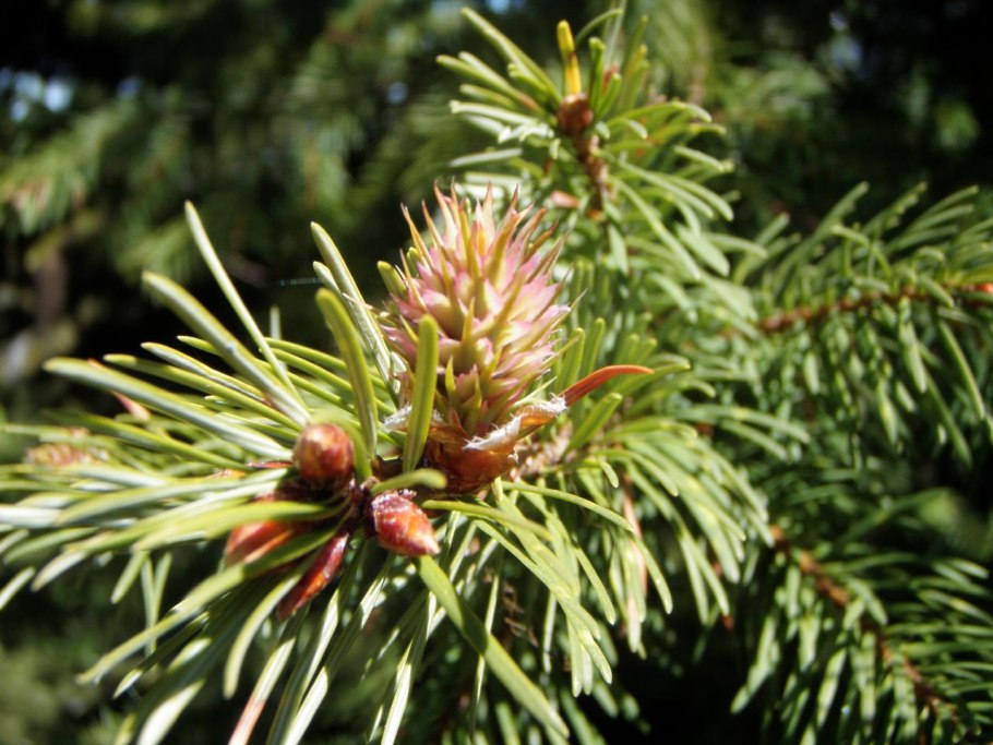 Pseudotsuga menziesii var glauca