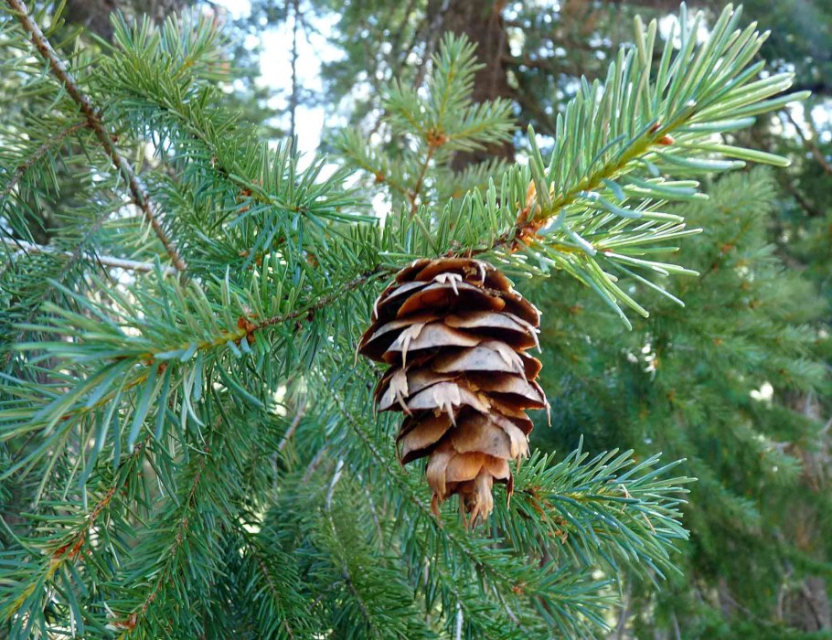 Лжетсуга Мензиса