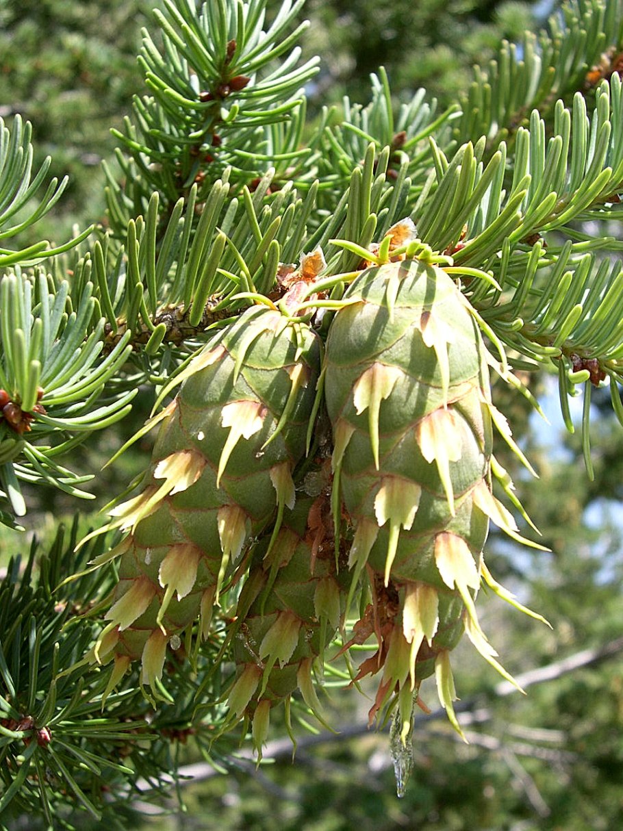 Pseudotsuga menziesii