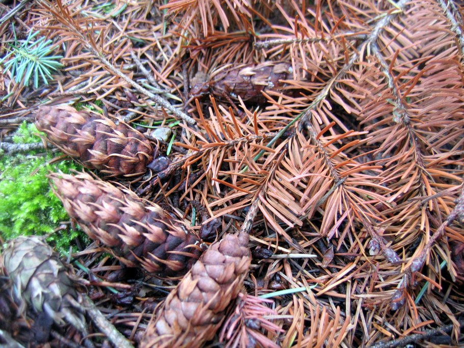 Псевдотсуга Мензиса Флетчера