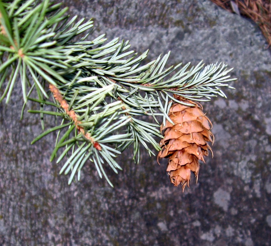 Псевдотсуга Тиссолистная