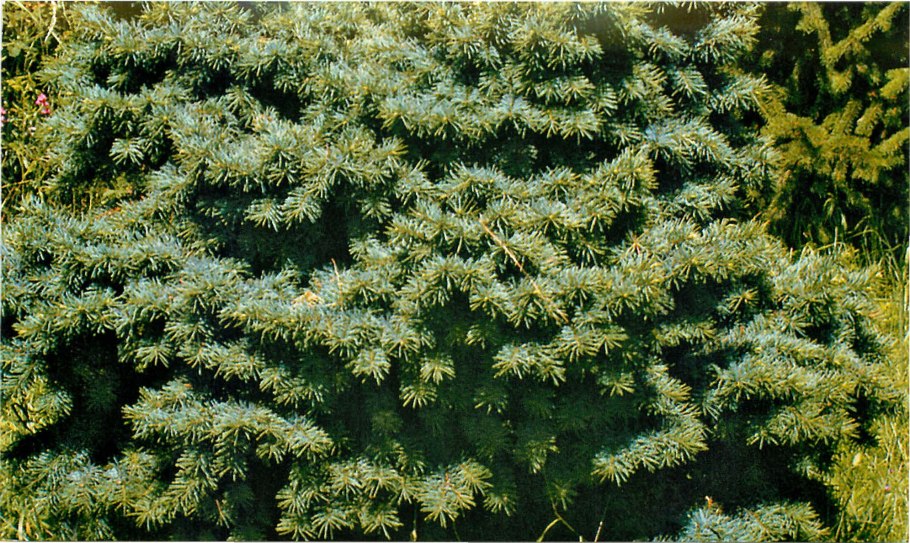 Псевдотсуга Мензиса Pannenhoef