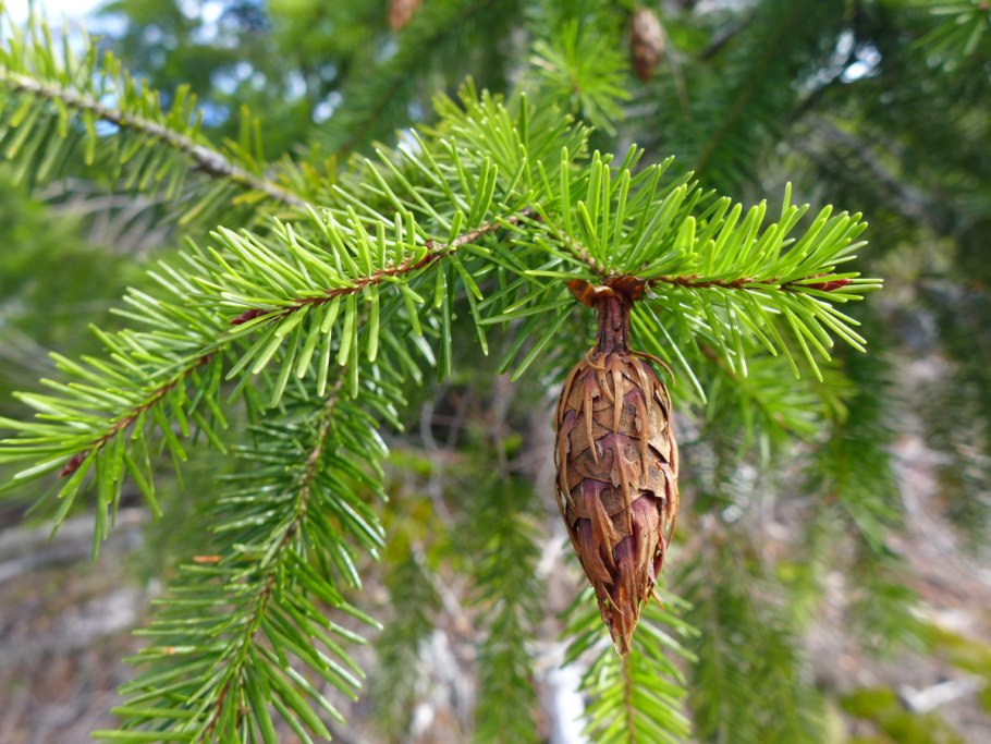 Псевдотсуга Мензиса