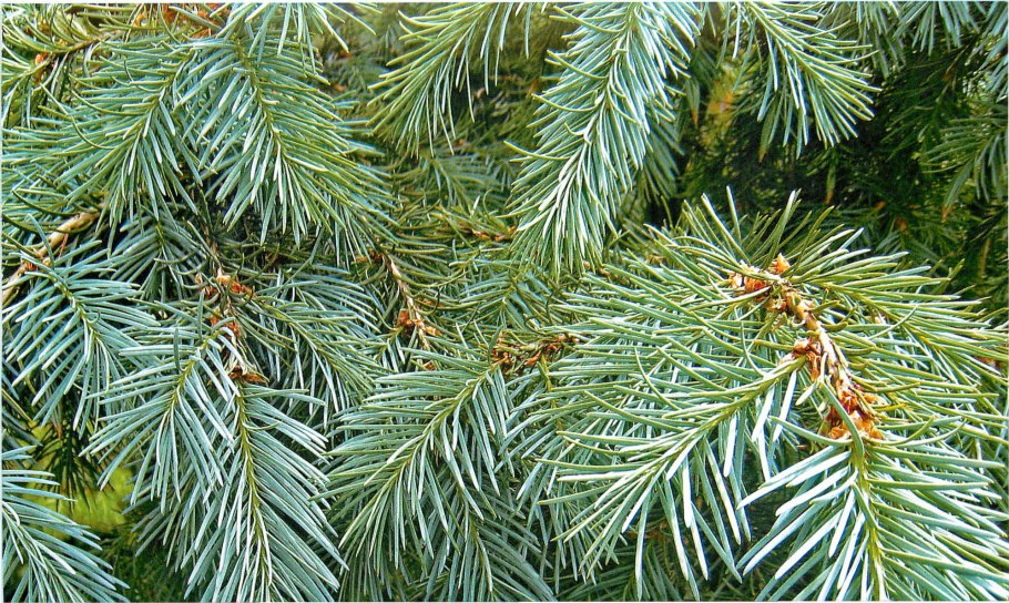 Псевдотсуга мензиса глаука