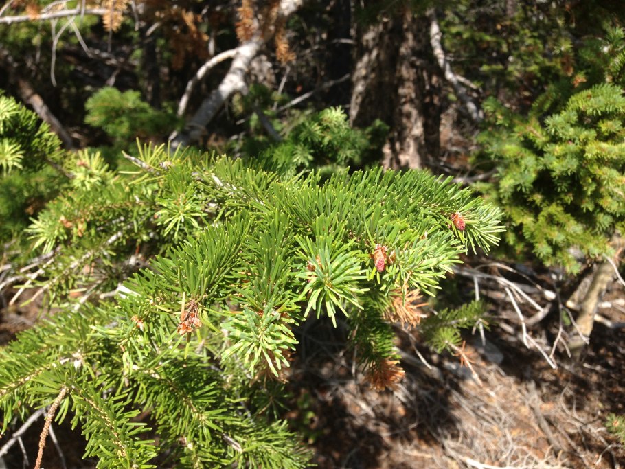 Тсуга Зибольда