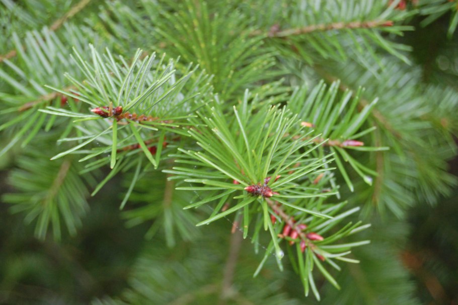 Pseudotsuga japonica