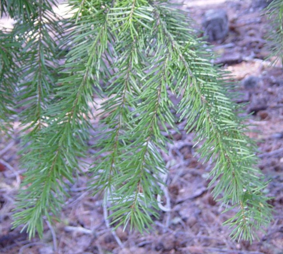 Псевдотсуга (ель Дугласа)