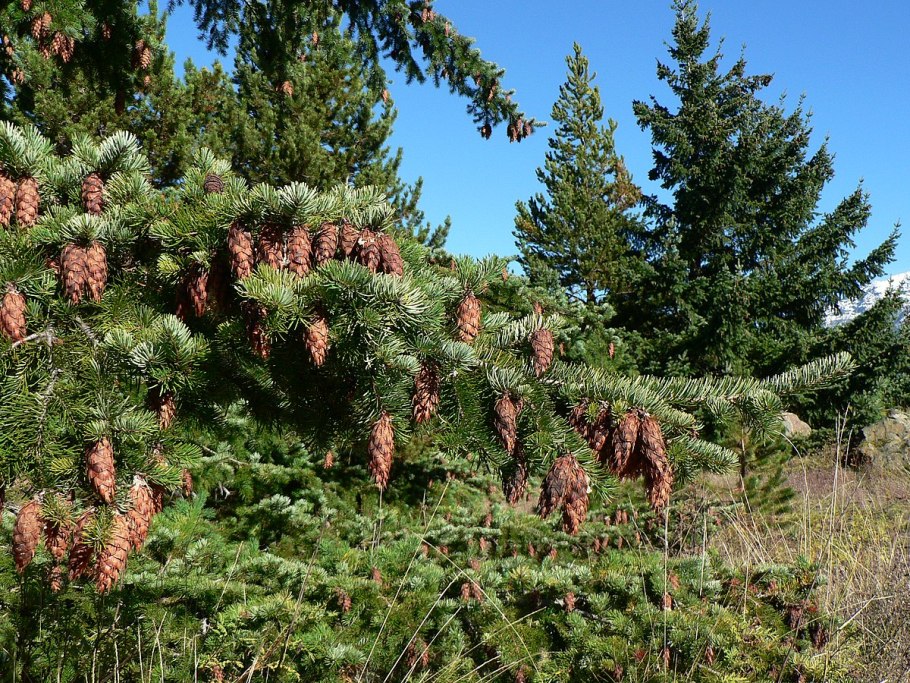Pseudotsuga menziesii var