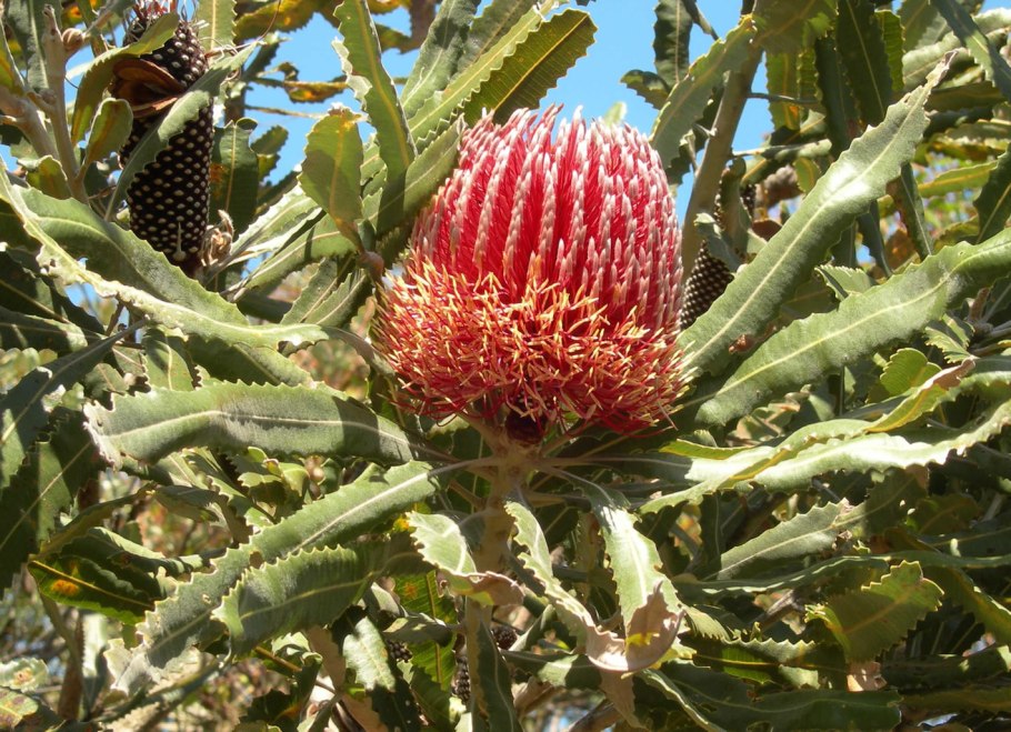Банксия пильчатая