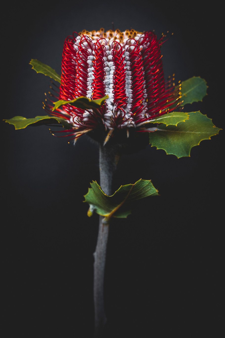 Банксия coccinea